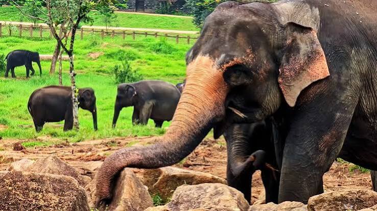 Pinnawala Elephant Orphanage